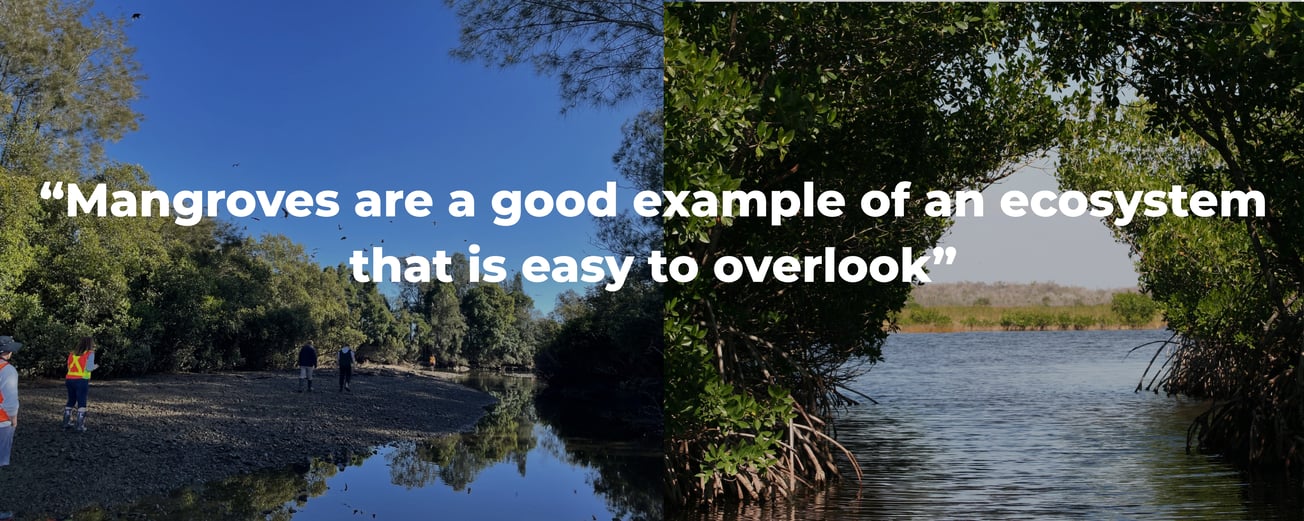 Blog Banner Mangroves