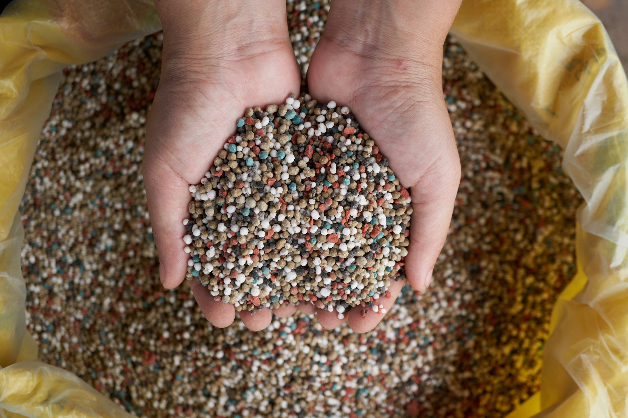 Close-up Fertiliser pours from farmer's hand