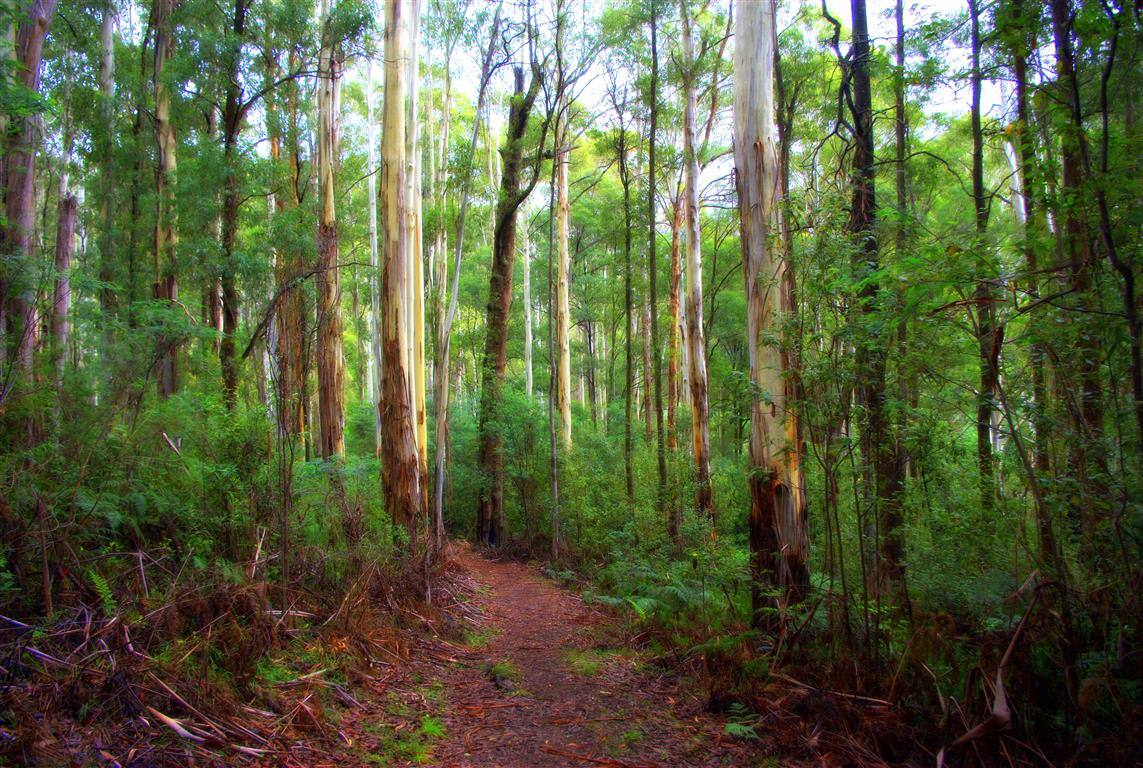 Gumtree Victoria