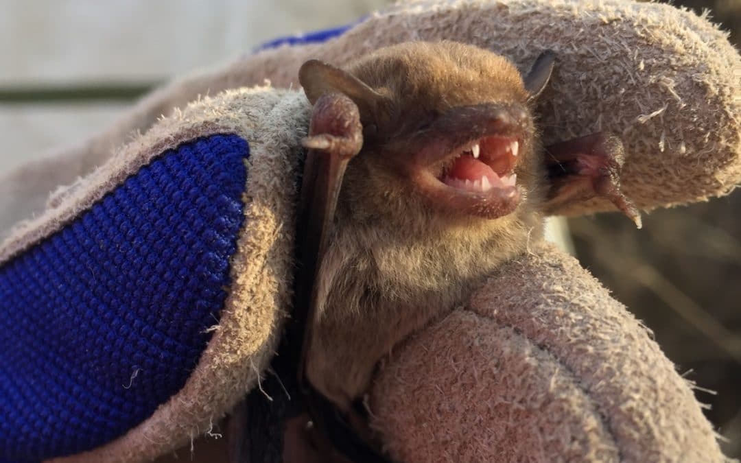 Animal research authority approval from DPI & scientific licence from NPWS.