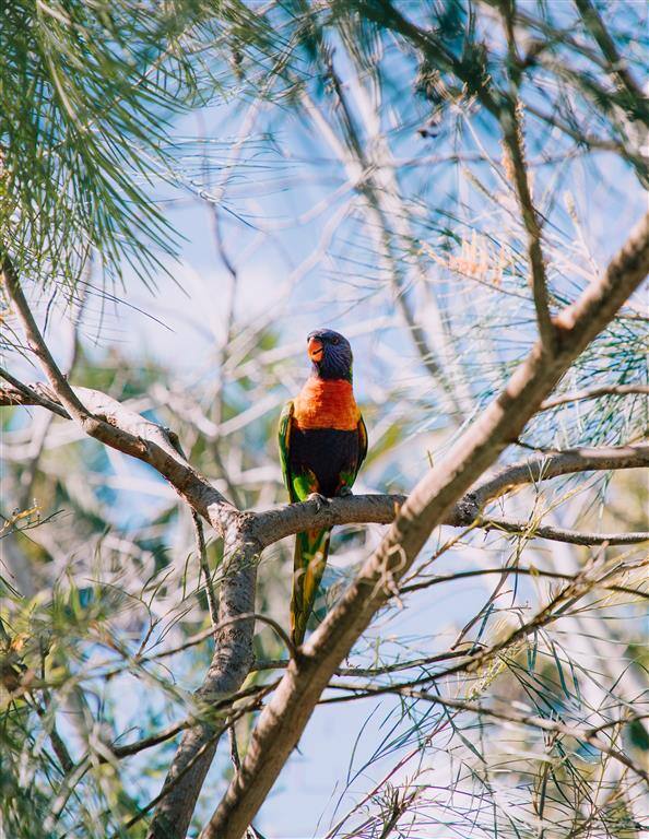 rainbow lorikeet parrot