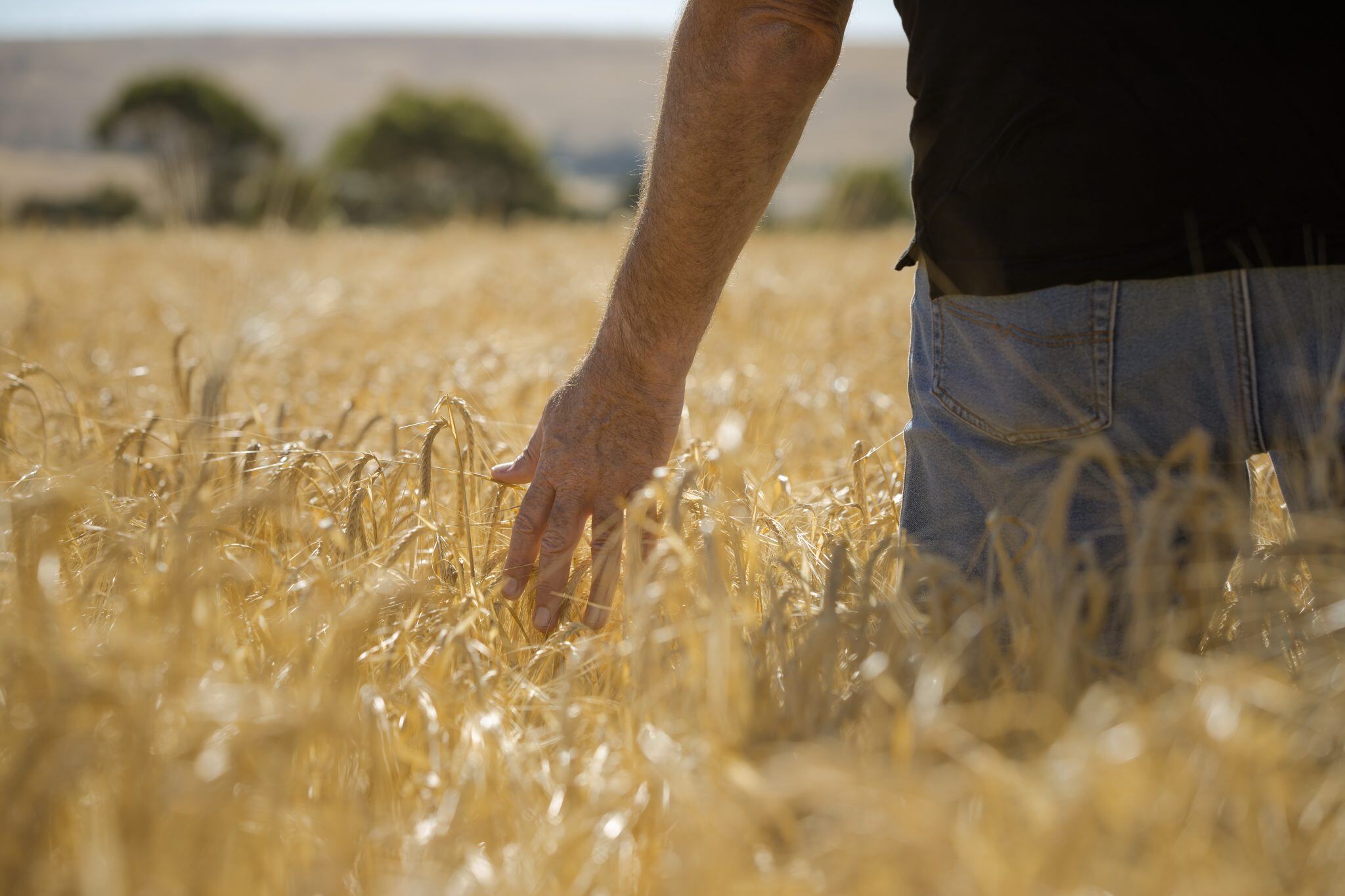 Farmer Runs His Hand Through Crops