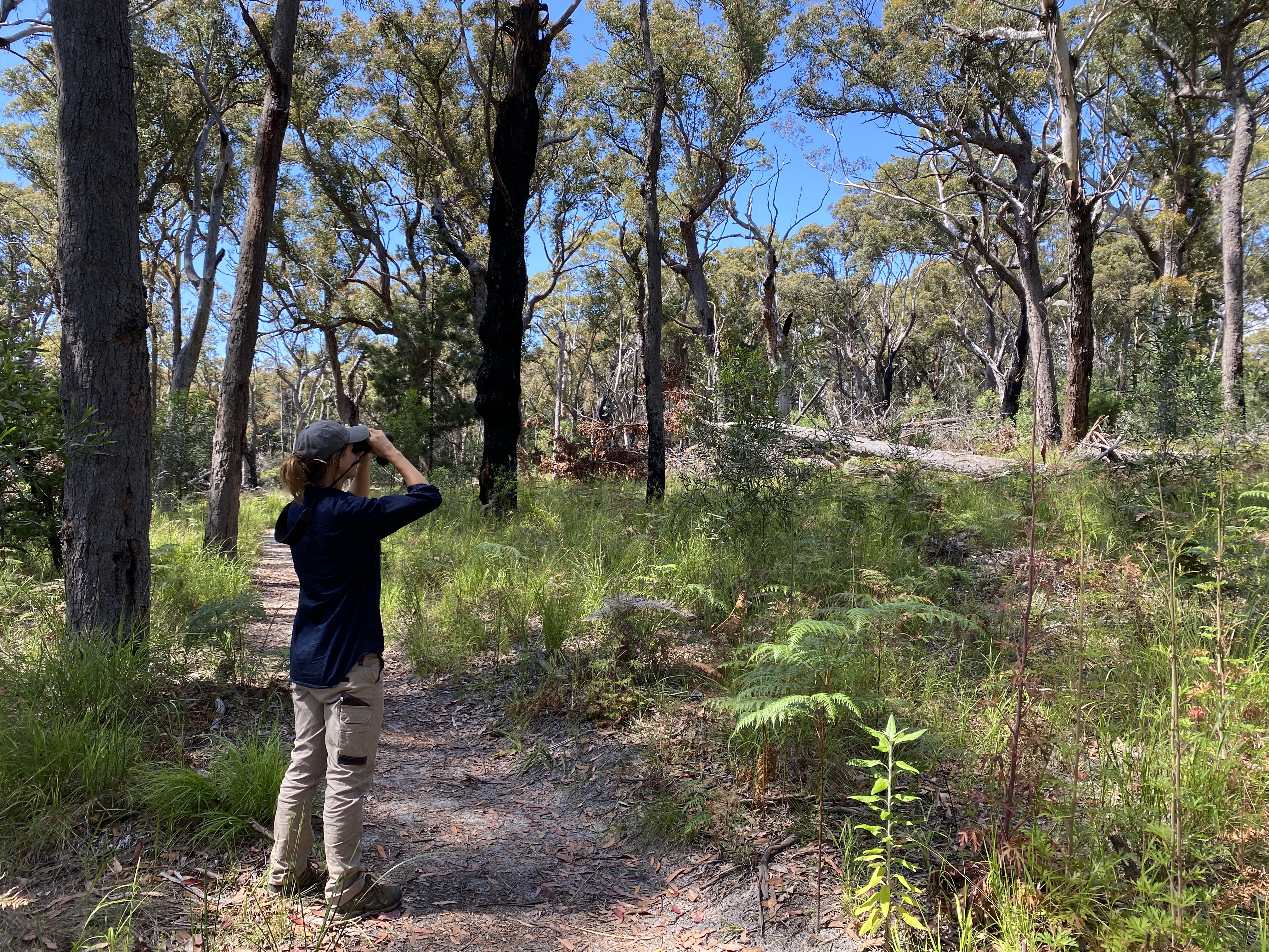 Bundian Way Bird Watching