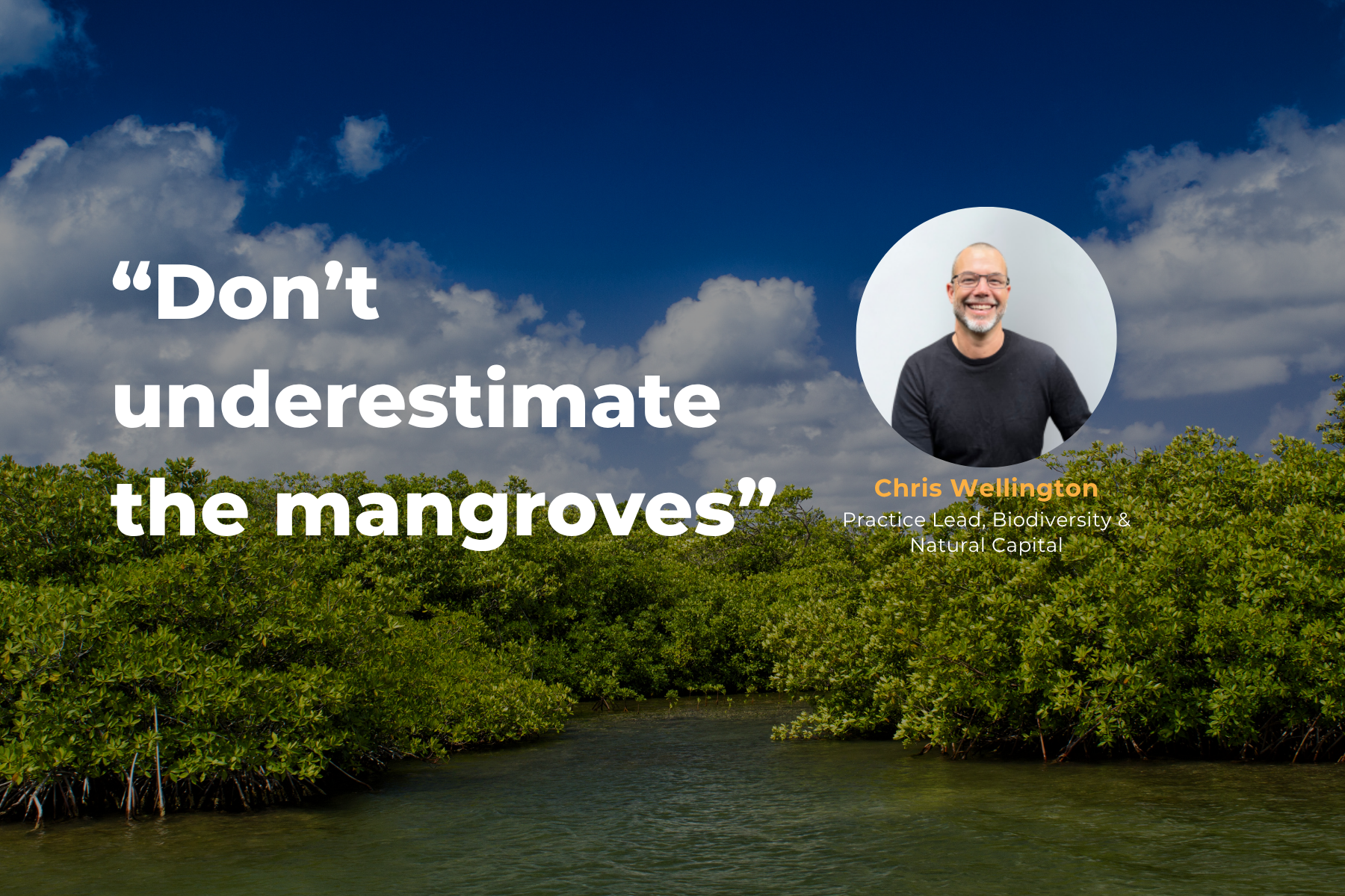 More than muddy shorelines: why mangroves matter for biodiversity and waterways
