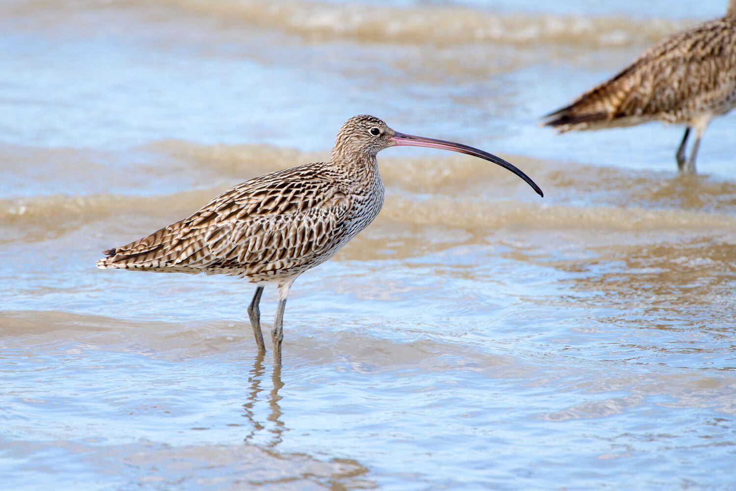 WolfPeak Is Helping Save Critically Endangered Shorebirds