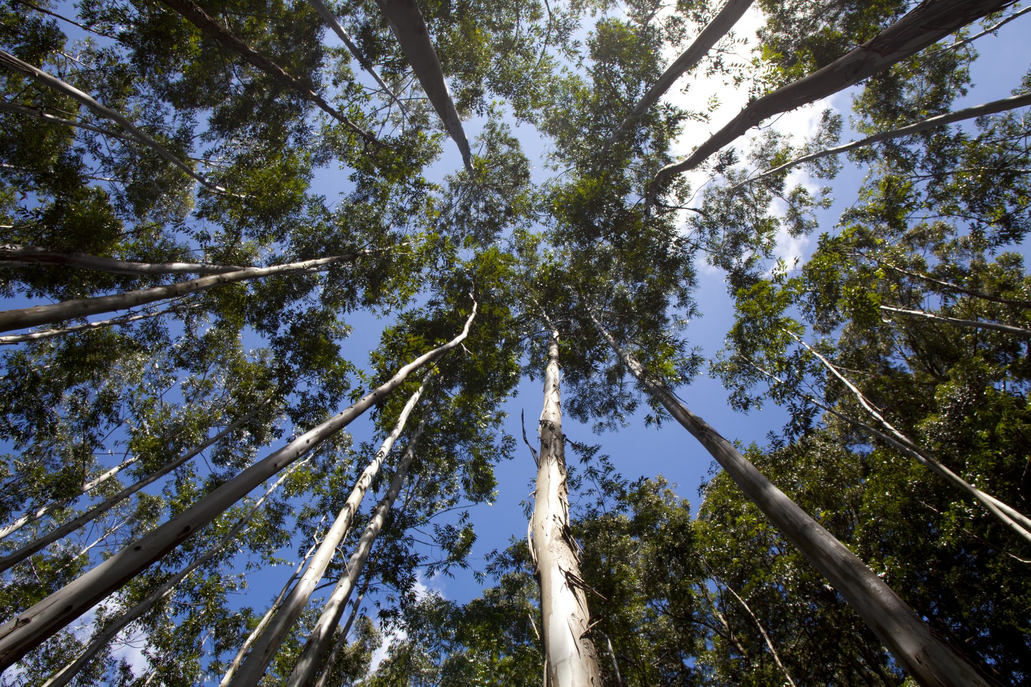 Looking up towards various tall trees, feeling small