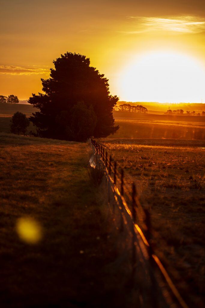 Goulburn Scaled