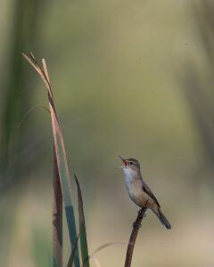 Harrington Interchange Biodiversity Assessment