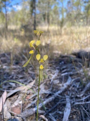 flower bee orchid in front view and side view