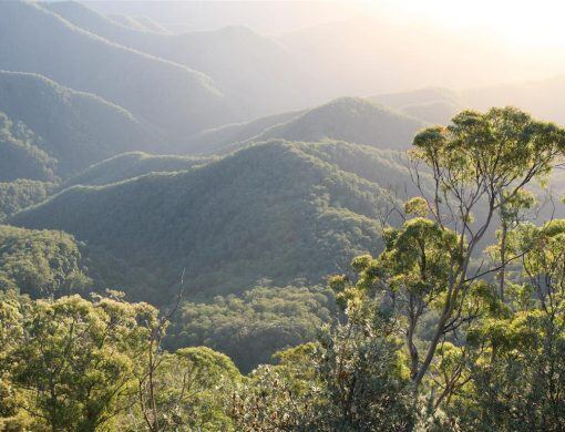 Rainforest Dawn Australia