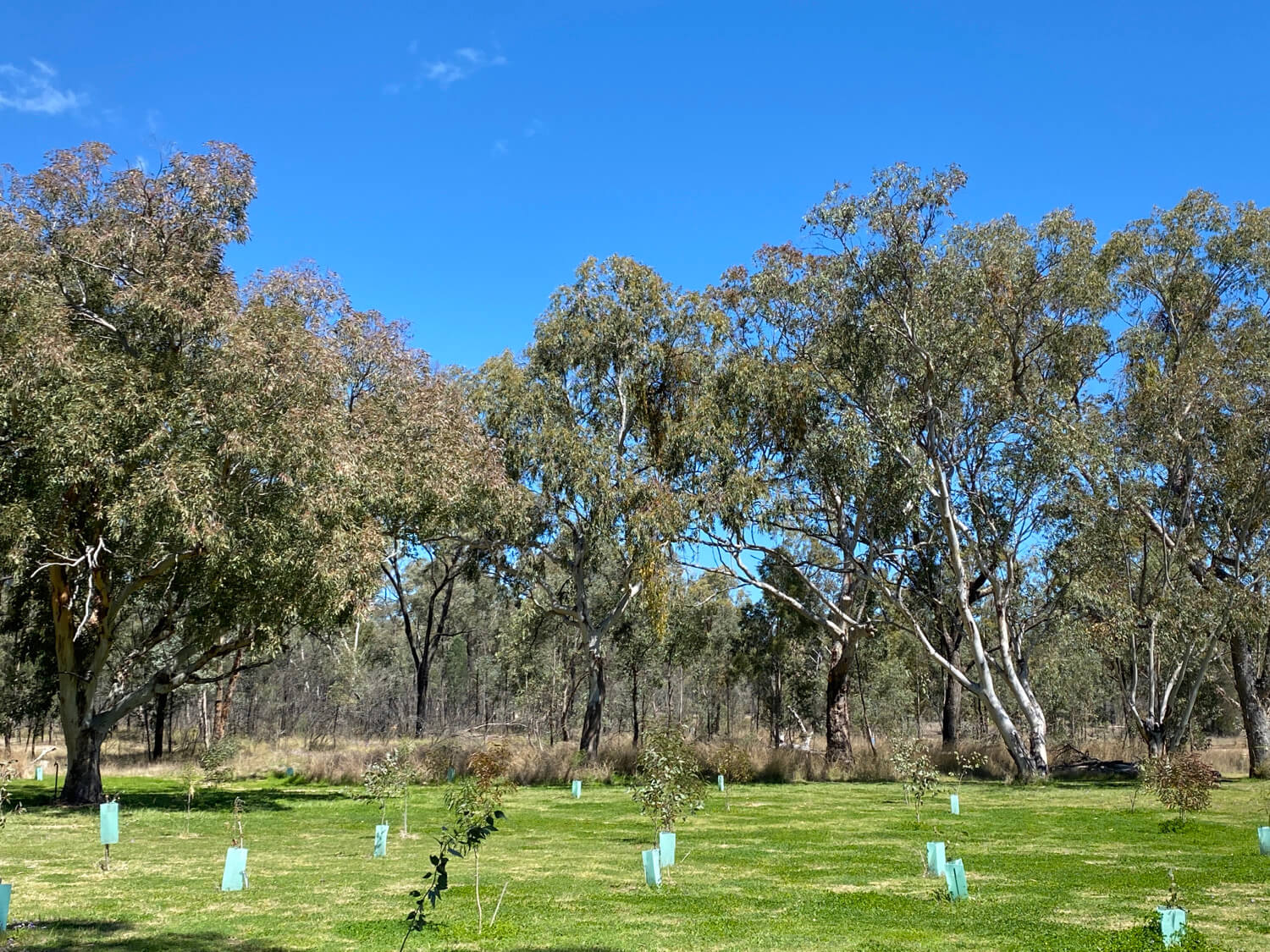 Warialda APZ and Fire Trail Upgrades