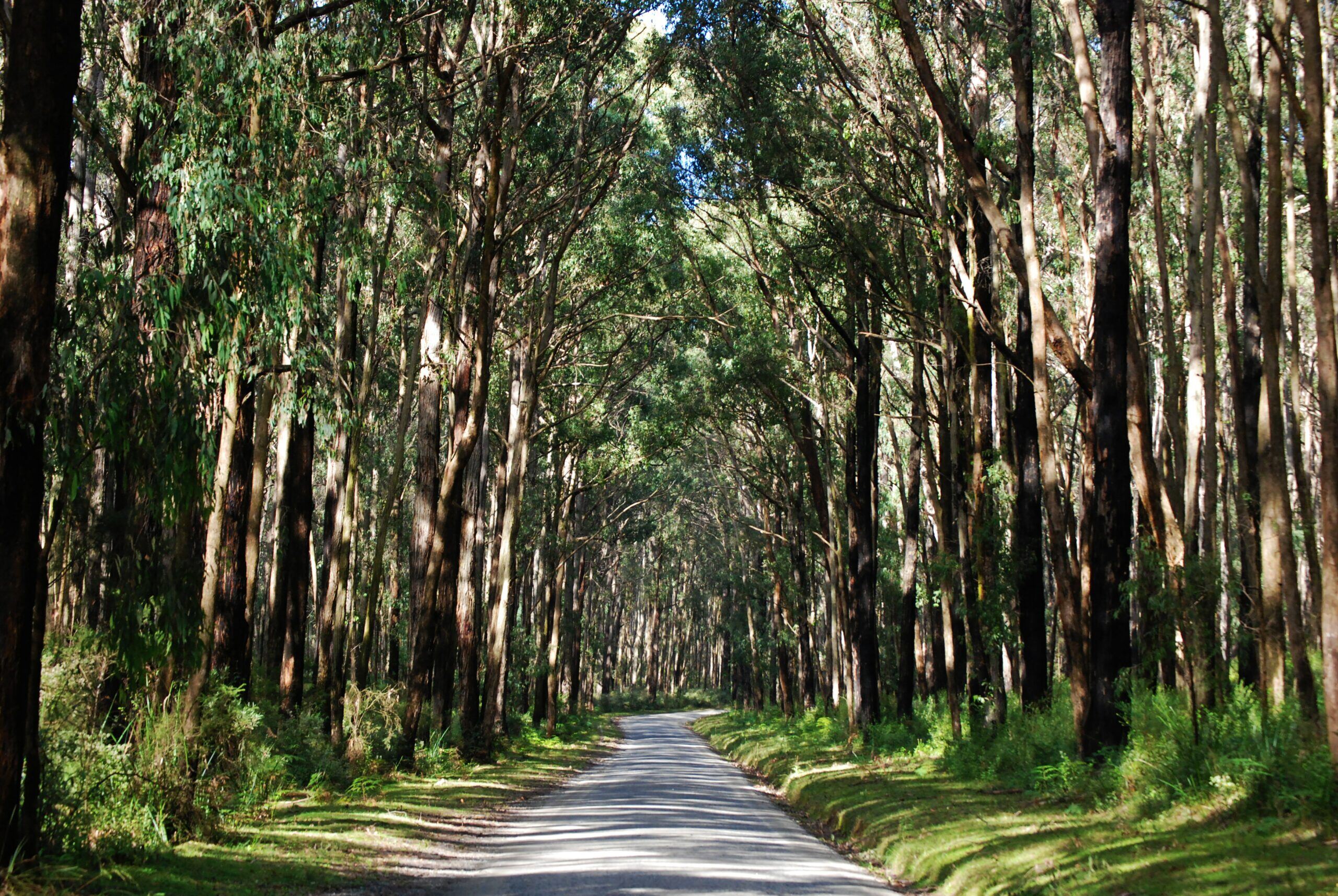 Highlighting the impact of roadways on natural habitats and biodiversity conservation