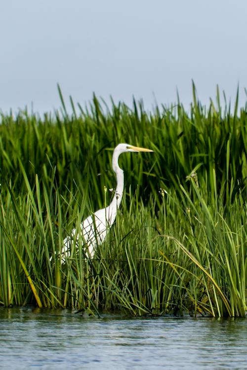 The Vital Role of Wetlands 