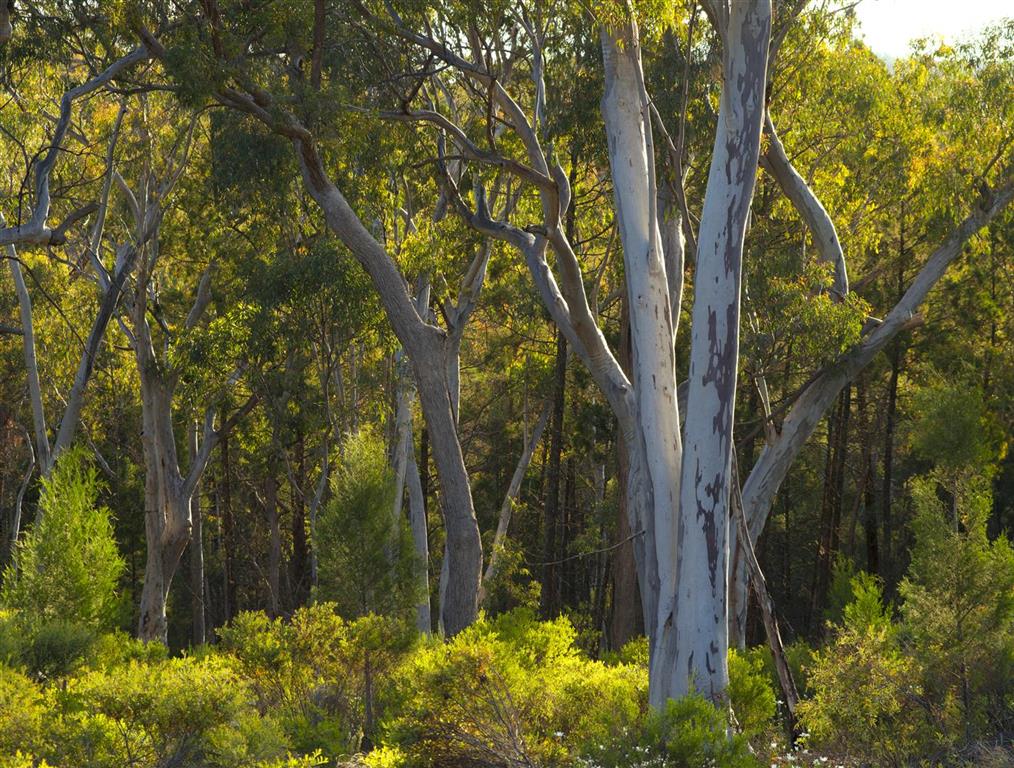 national park in NSW Australia